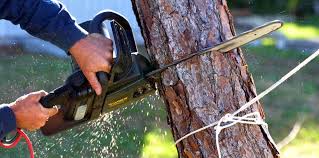 Best Palm Tree Trimming  in East Jordan, MI