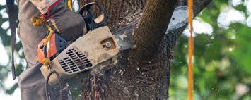 Best Emergency Tree Removal  in East Jordan, MI