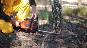 Best Arborist Consultation Services  in East Jordan, MI