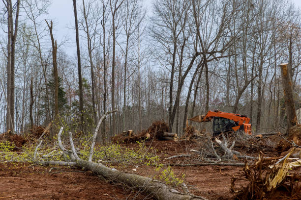 Best Commercial Tree Services  in East Jordan, MI