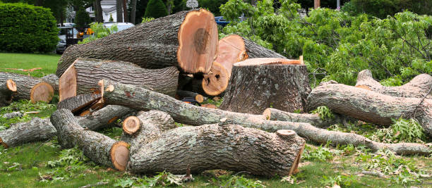 East Jordan, MI Tree Care Company