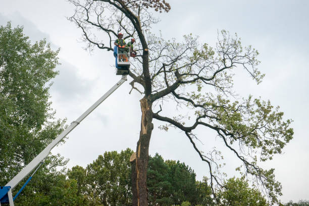 Best Utility Line Clearance  in East Jordan, MI