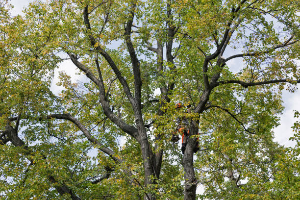 How Our Tree Care Process Works  in  East Jordan, MI